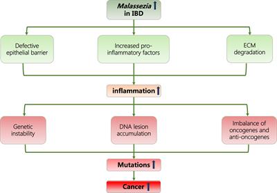 Malassezia in Inflammatory Bowel Disease: Accomplice of Evoking Tumorigenesis